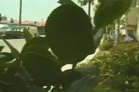 tranny bonks lucky teen